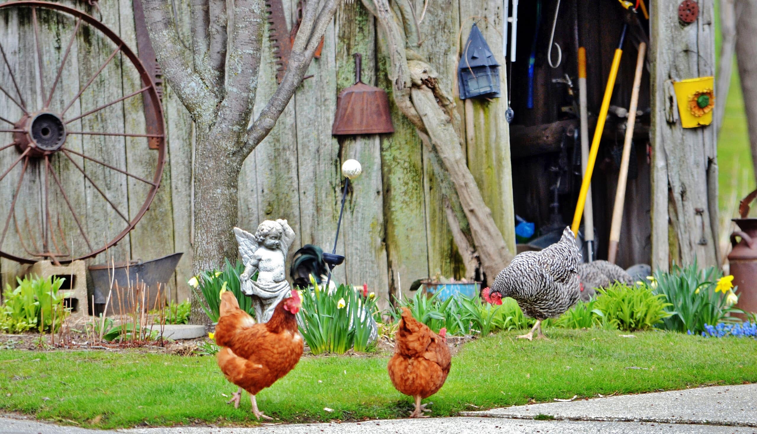 Chickens in front of a garden shed