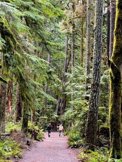 PNW Evergreen Old growth Forest with 2 plasterers walking