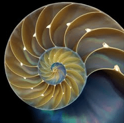 Golden Ratio nautilus shell
