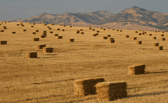 Straw Bales in Field