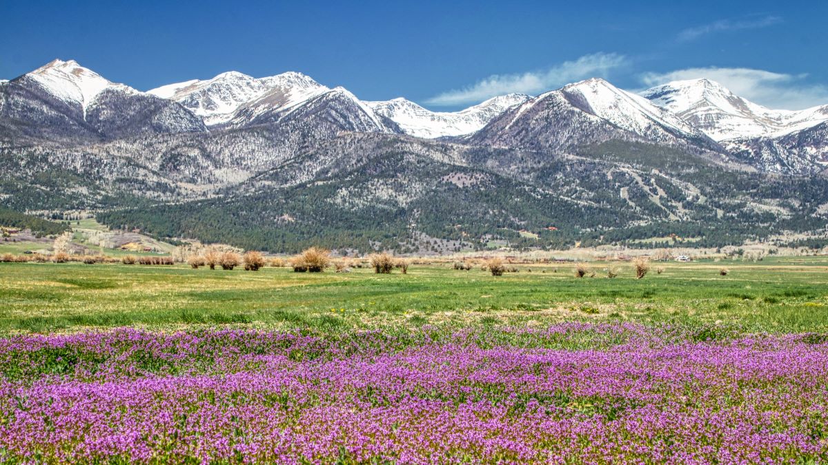 Sangre De Cristo Mountains with pink flowers in the valley below.